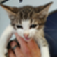 Paw Prints & Fish Tails in Williston, ND Pet Care Services