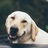 Safe Doggy Pet Sitting in North Cheyenne - Las Vegas, NV 89108 Pet Sitting Services
