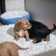 Five Star Canine in Shipshewana, IN Dog Breeders