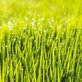 Andrew Maintenance Services in Eastside - Santa Barbara, CA Landscaping