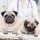 Fort Oglethorpe Pet Wellness Center in Fort Oglethorpe, GA Animal Hospitals