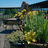 Gaston Landscaping Services, in Miami, FL
