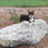 Tails Away Pet Sitting and Dog Walking in Natick, MA