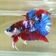 Top Quality Betta Fish For Sale in Hillsboro, WI Pets