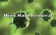 Green - Mold & Mildew Services in Norfolk, VA 23541