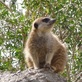 Best Phoenix Pest Control in Camelback East - Phoenix, AZ Pest Control Services