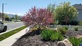 American Lawn and Landscaping in Layton, UT Landscaping
