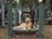 Pet Consultants in Apex, NC 27502