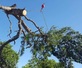 Above All Arborist Tree Service & Landscaping in Roanoke, VA Tree Services