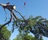 Above All Arborist Tree Service & Landscaping in Roanoke, VA 24014 Tree Services