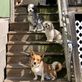 Harper’s Doggie Daycare in O Fallon, MO Pet Care Services
