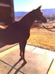 The Ranch AT Trails End in Cottonwood, AZ Horse Boarding