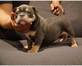 Premium Pitbull in Minco, OK Dog Breeders