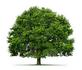 Tree Services in Lumberton, TX 77657