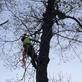 Tree Ape Service in Ladysmith, WI Tree Services