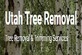 Utah Tree Removal in Layton, UT Stump & Tree Removal