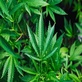 Greenwood Farm CBD Dispensary in Loganville, GA Clinics