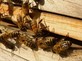 Bee Hive Removal Brandon FL | Quality Bee Man in Brandon, FL Bee Control & Removal Services