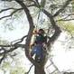 Santa Ana Tree Service Experts in Santa Ana, CA Stump & Tree Removal