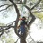 Santa Ana Tree Service Experts in Santa Ana, CA