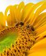 Affordable bee removal in North Fort Myers, FL Exporters Pest Control Services