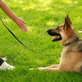 Sit Means Sit Dog Training in Cicero, NY Pet Training & Obedience