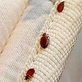 NJ Pest Control - Affordable Bed Bug Removal in North Arlington, NJ Pest Control Services