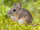Wildlife Removal Services Jasper GA | HomeFree Wildlife & Pest Solutions in Jasper, GA Animal Removal Wildlife