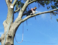 New Fairfield Tree Service in New Fairfield, CT Tree Service