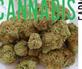 Acapulco Gold Strain in Denver, CO Animal Health Products & Services