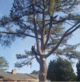 Stump & Tree Removal in Powder Springs, GA 30127