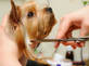St. Charles Mobile Pet Groomers in Wentzville, MO Pet Grooming & Boarding