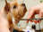 St. Charles Mobile Pet Groomers in Wentzville, MO