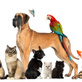 Auburndale Veterinary Clinic in Auburndale, FL Veterinarians