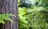 San Angelo Tree Removal in San Angelo, TX
