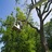 Premiere Tree Service of Westport in Westport, CT