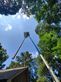 Oakland Tree Trimming Service in Oakland, CA Tree Services