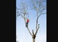 Tree Services in Gainesville, GA 30503