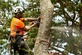 Tree Services in Dubuque, IA 52004