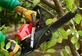 Legacy Tree Removal Service in Folsom, CA Tree Services