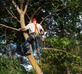 Gainesville Tree Experts in Gainesville, GA Tree Services