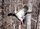 Duck and Geese Guides in Mound City, MO Hunting - Guides & Outfitters