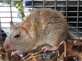 Rodent Removal Services in San Francisco, CA Animal Pest Trappers