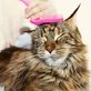 Linda’s Kitty Inn in Eugene, OR Pet Care Services