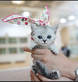 Munchkin kitten home in BRONX, NY Pet Boarding & Grooming