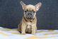 french bulldog puppies for sale in WINDERMERE, NJ Animal & Pet Food & Supplies Manufacturers