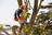 Tree Service Auburn Alabama in Auburn, AL 36830 Tree Service