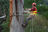 Target Tree Service and Removal in Vancouver, WA 98661 Tree Service