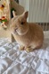 Fluffy Bunny Rabbitry | Netherland Dwarf Bunny for Sale in Florida Center - Orlando, FL Pet Breeders