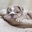 Bulldog Breeder in Chinatown - San Francisco, CA